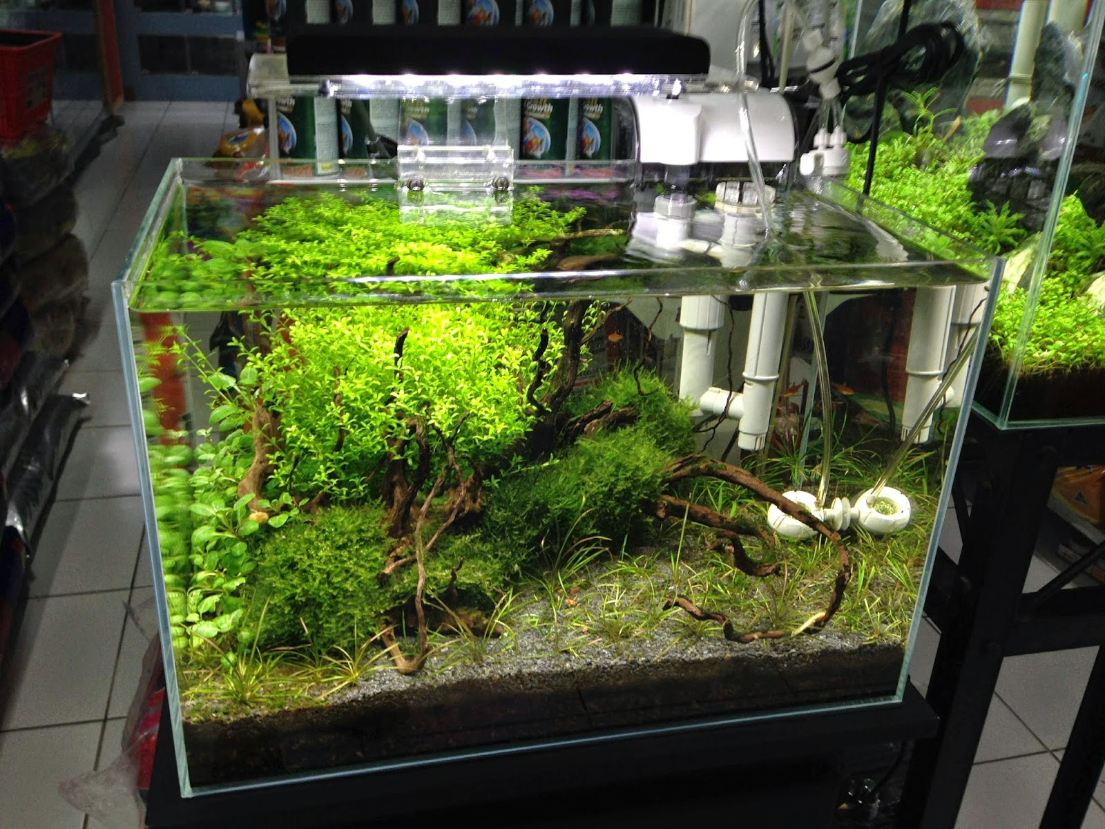 Cebu Aquarium Guide May 2014