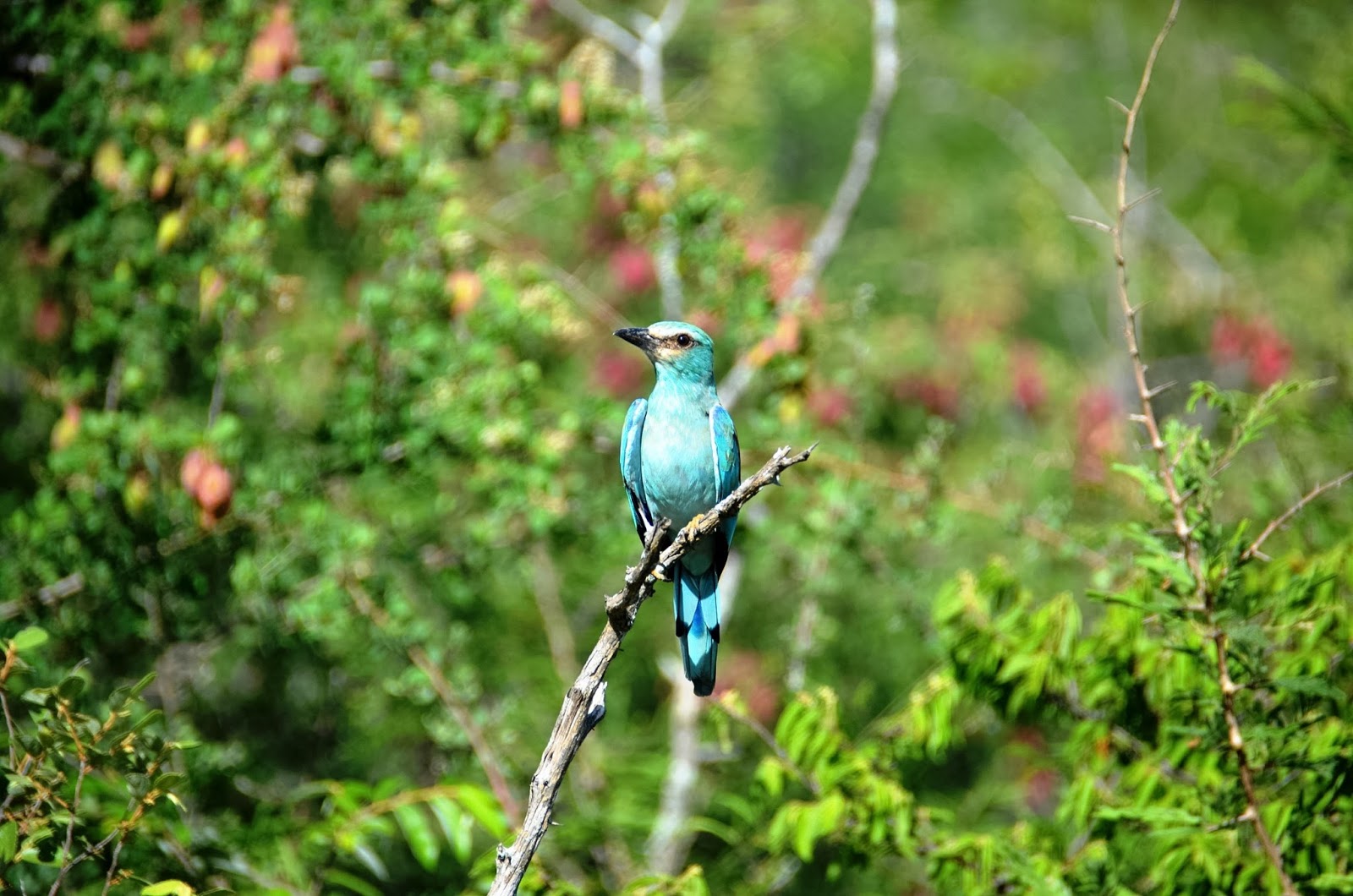 kruger national park