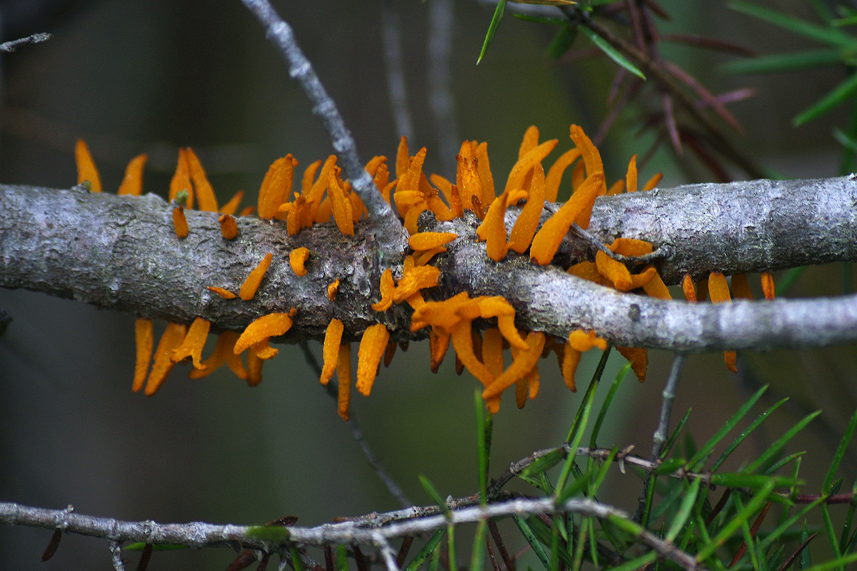 Wildeep's Illuminations Juniper Jelly Rust