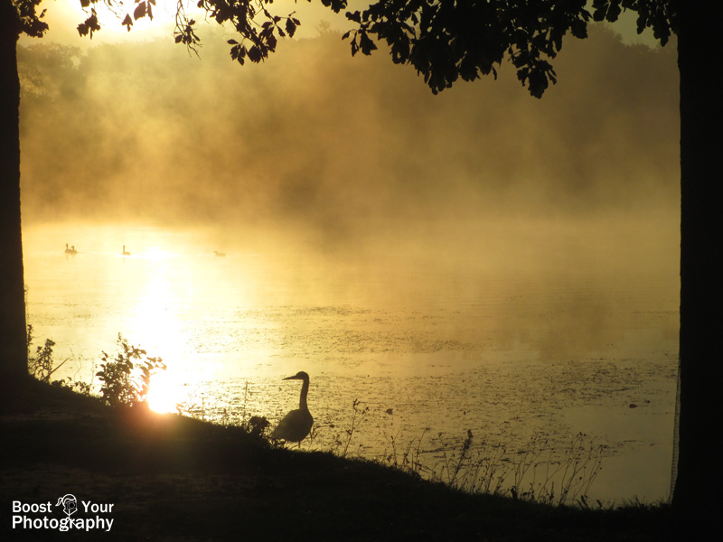 Trees frame a heron's sunrise silhouette | Boost Your Photography