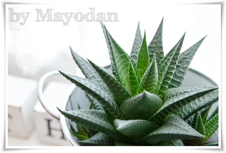 Verknupft Und Entspannt Bei Yoga Und Makramee Hamburg Tipp