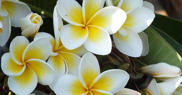 As 10 Flores mais bonitas do mundo