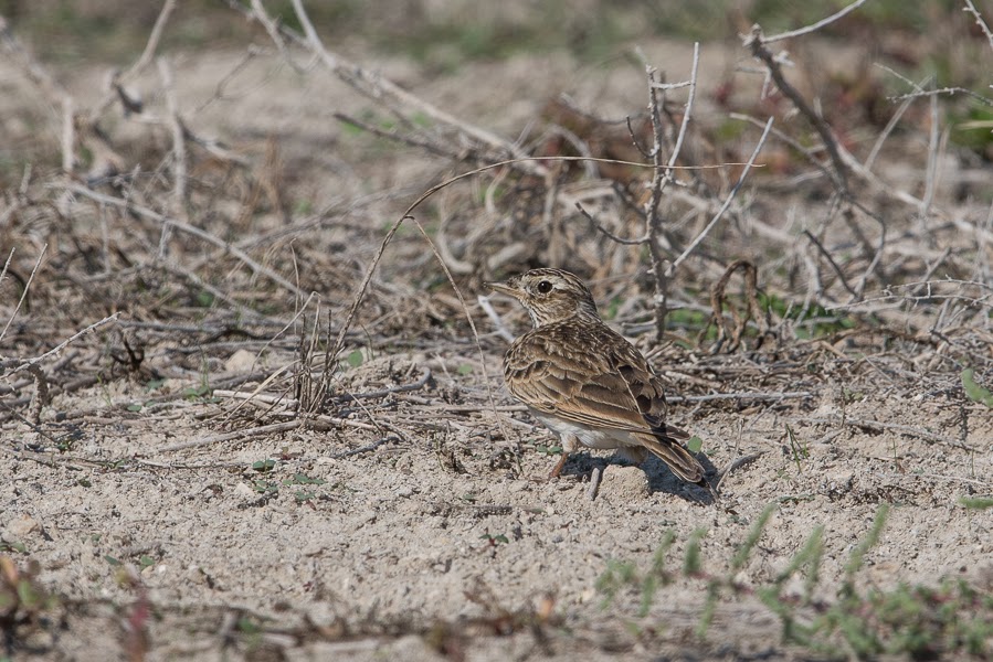 Birds of Saudi Arabia: Meadow Pipits and Eurasian Skylarks – Dhahran Hills