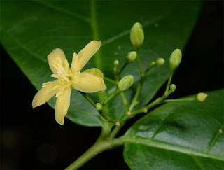 โมกเหลือง โมกถิ่นเดียวของไทย ดอกสีเหลือง/เหลืองอมเขียวอ่อน ดอกมีกลิ่นตุๆ