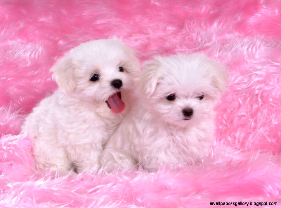 Teacup Puppy Wallpaper Desktop Wallpapers Gallery