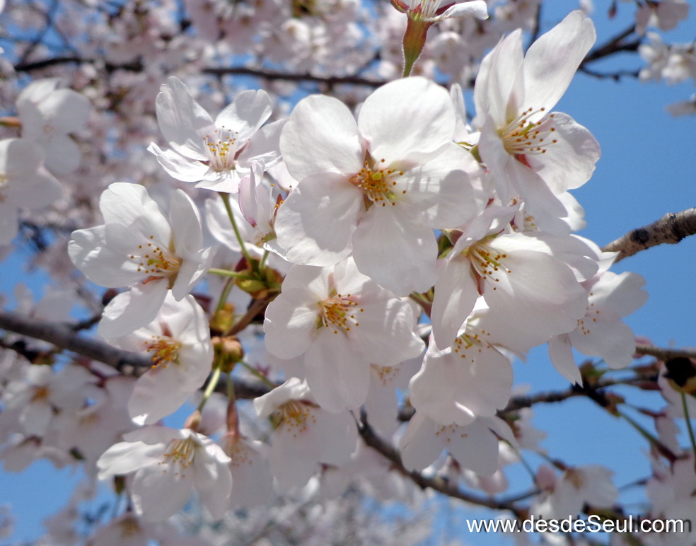 Flores de los cerezos en Seúl