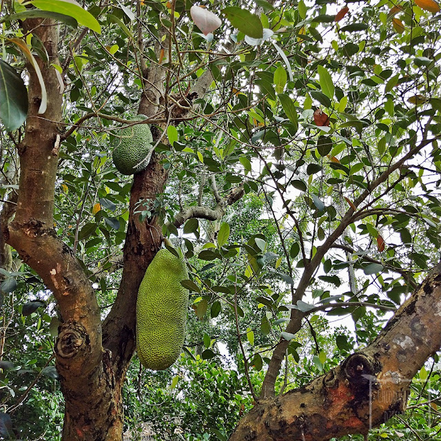 Jackfruit, dżakfrut (Artocarpus heterophyllus), inaczej drzewo bochenkowe, chlebowiec różnolistny - największy owoc świata, jak wyglada, jak rośnie, kwitnie i owocuje. Opis, uprawa, historia, pochodzenie, hodowla w domu z nasiona, rozmnażanie, podlewanie, nawożenie. Gdzie rośnie jackfruit? Jak uprawiać dżakfruta? Z nasiona, z pestki uprawa egzotycznego owocu. Tropikalne rośliny owocowe z nasion.