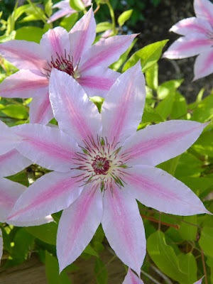 Nelly Moser Clematis James Gardens by garden muses-not another Toronto gardening blog