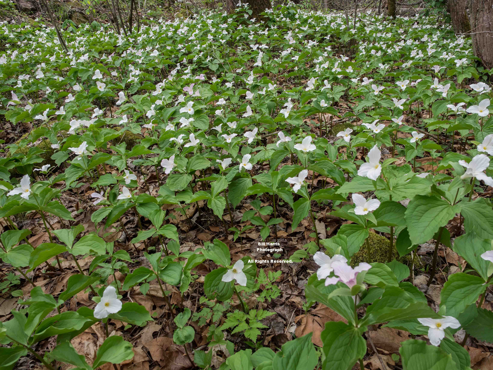 The High Knob Landform: Spring Emergence - A SLOW Process In 2014