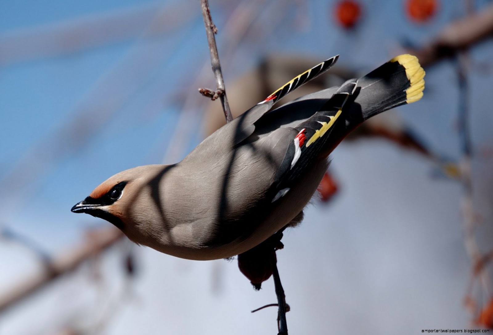 Bohemian Waxwing Bird