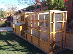 coops backyard custom chicken crazy