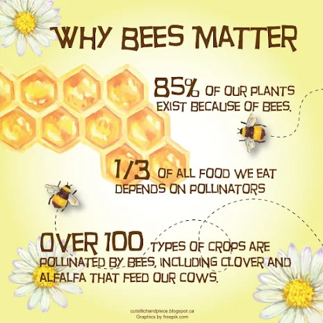 Our Bees Are In Danger! Why Bees Matter
