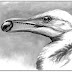Cientistas revelam a evolução dos bicos durante a transição dos dinossauros para as aves
