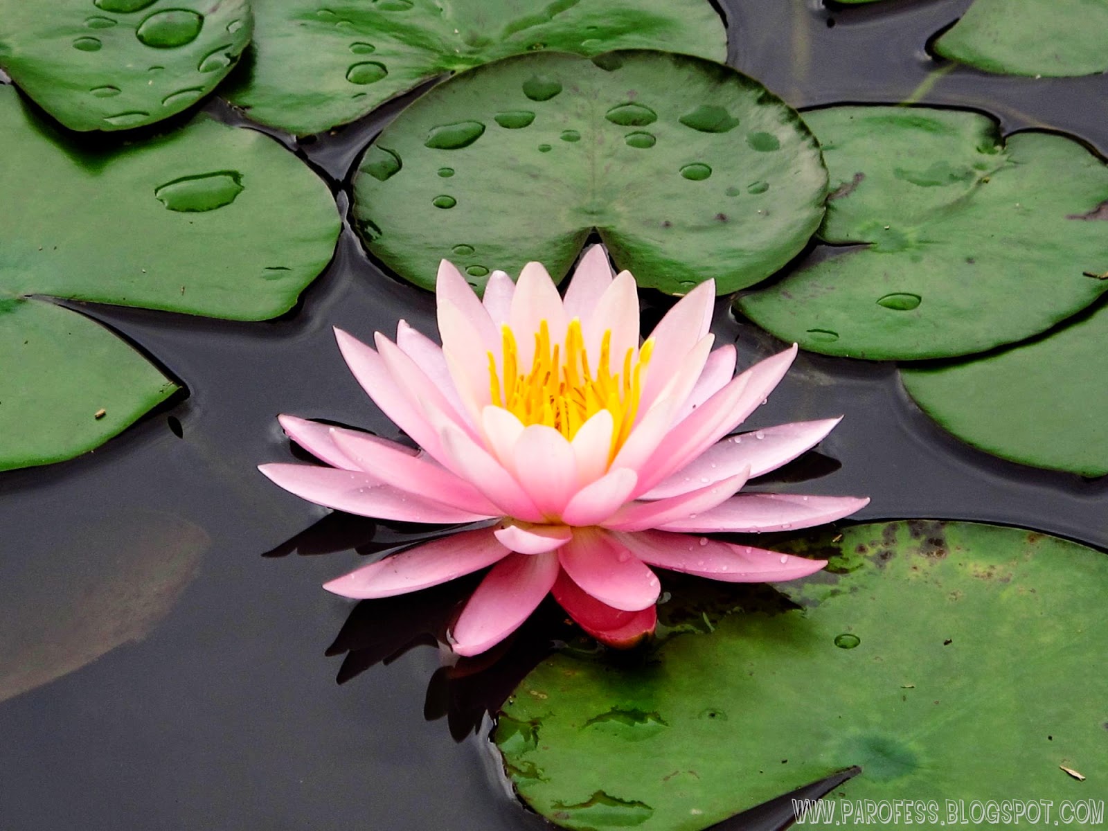 BioBlog: Macrófitas nymphaea lily diagram 