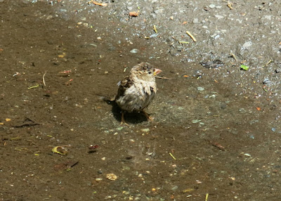 splish splash, taking a bath, Sunday, May 15, 2016, 1:10:57 PM