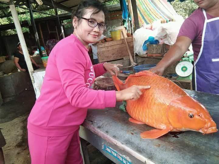 Horor Ikan Mas Raksasa Penyebab Tenggelamnya Kapal Di Toba Cipasera Com