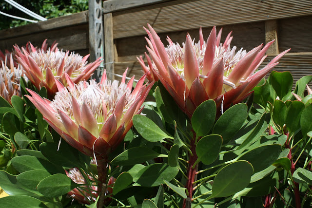 Πρωτέα (Protea sp)