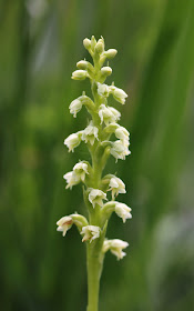 Small-white Orchid - Powys, Wales