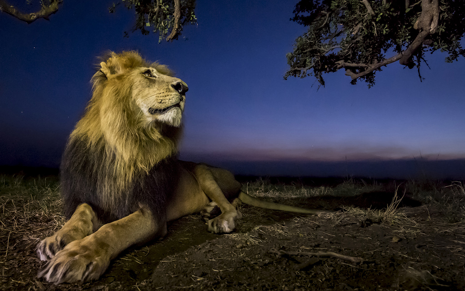 Africa Salvaje Documental Completo En Español Hd A VUELO DE UN QUINDE® - EL BLOG !!!!! .::::.: África : Leones Salvajes