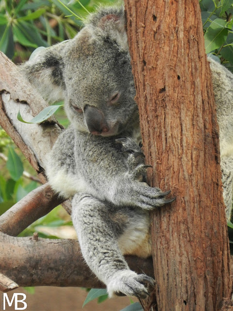 koala san diego zoo california