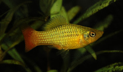 Variable platy