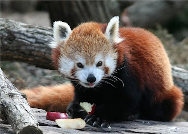 red panda pic