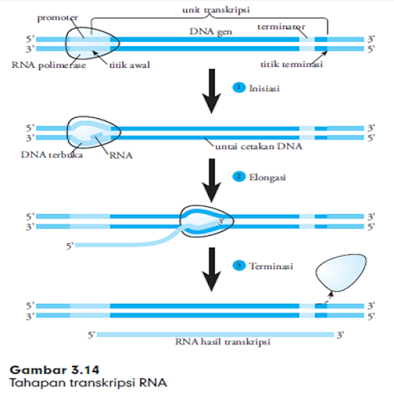 Pengertian DNA, RNA, Replikasi dan Sintesis Protein - Primalangga