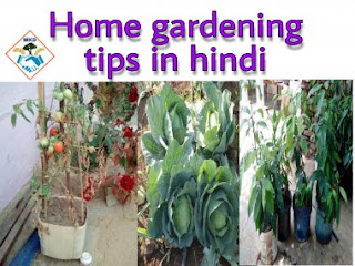 best tips for home garden