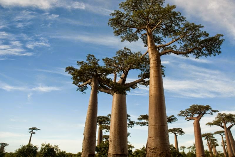 Avenue of the Baobabs – Madagascar