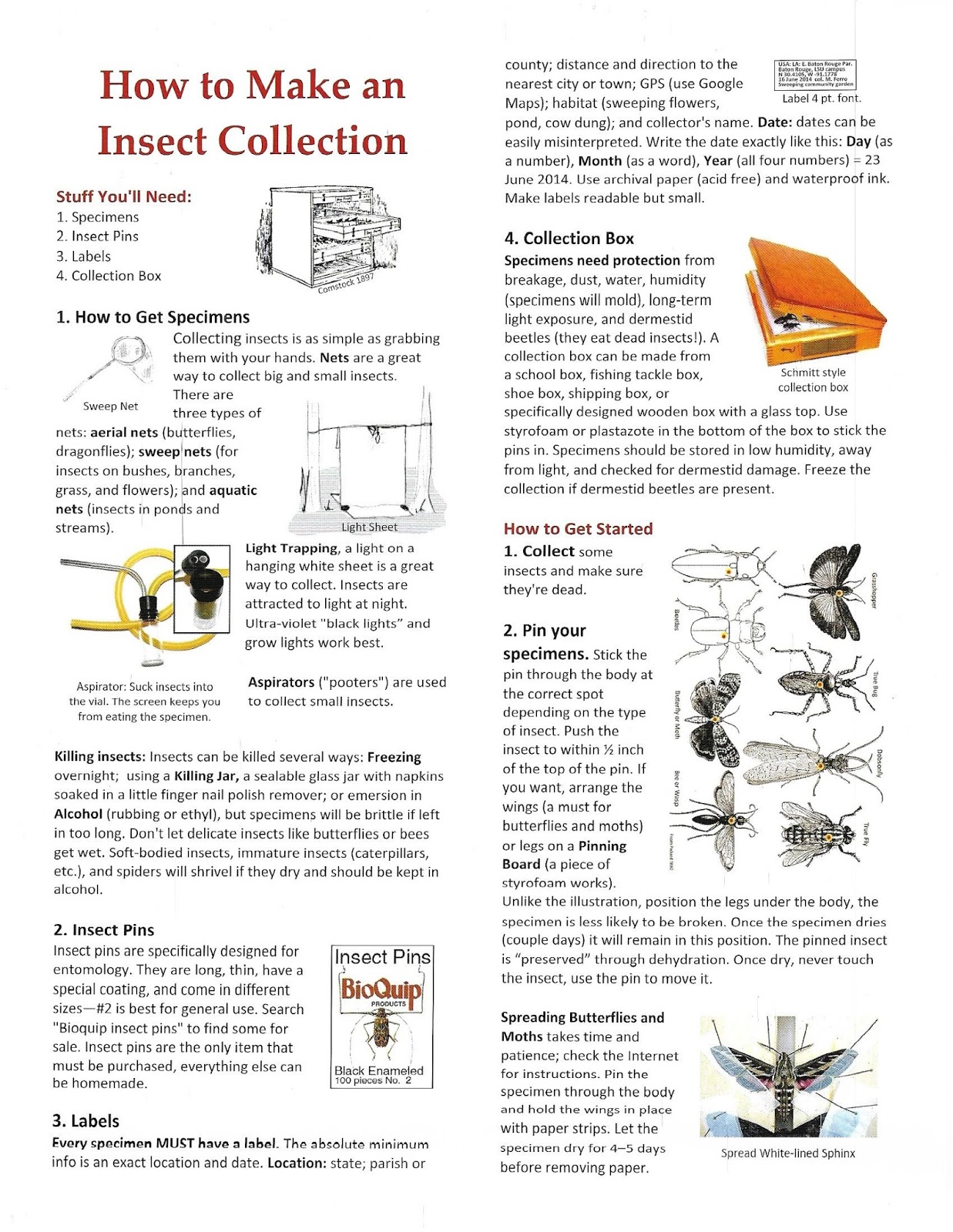 Bug Eric Make an Insect Collection