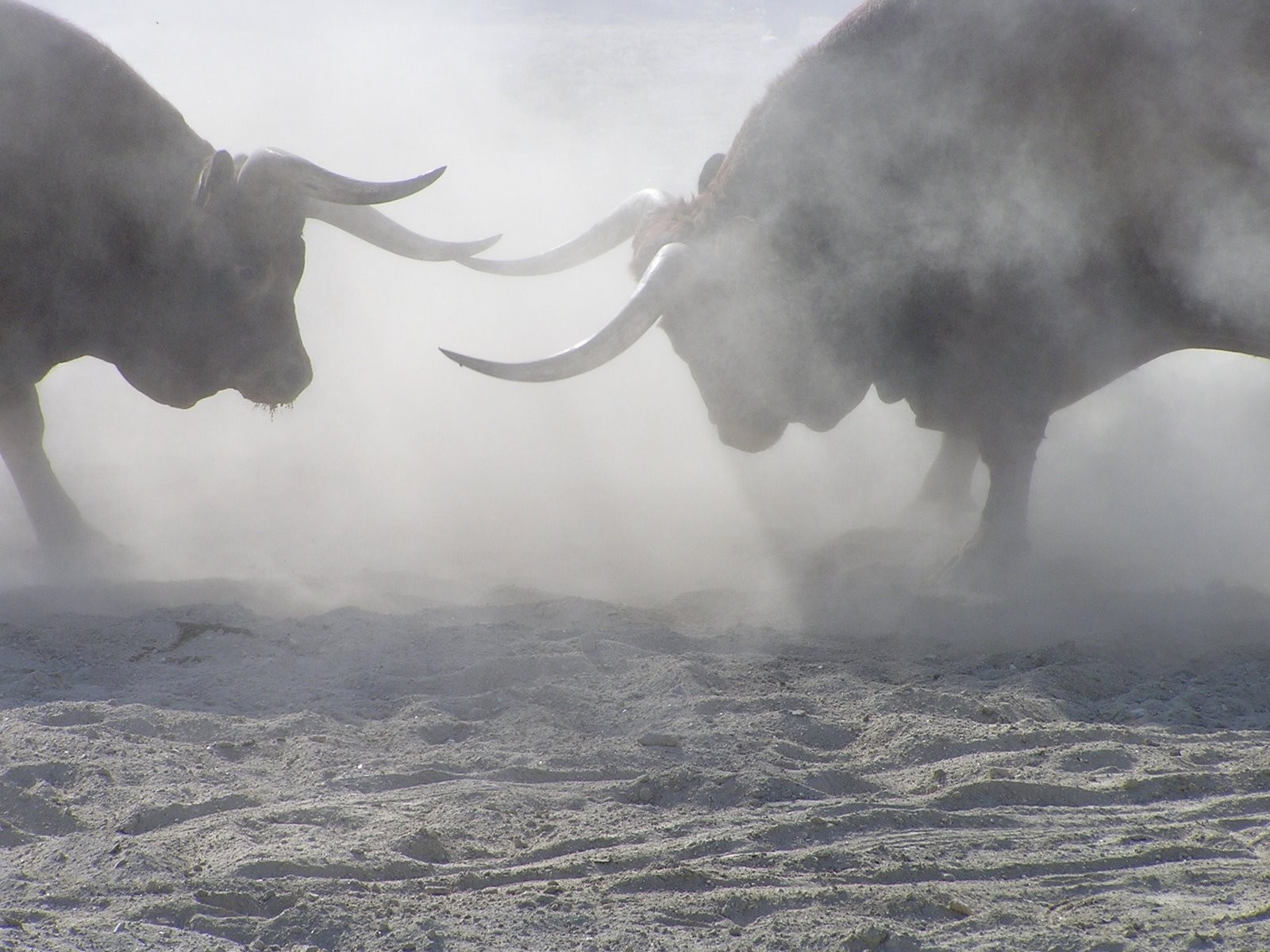 Bulls HD Wallpapers - HDWallpapers360 | HD Wallpapers Free Download