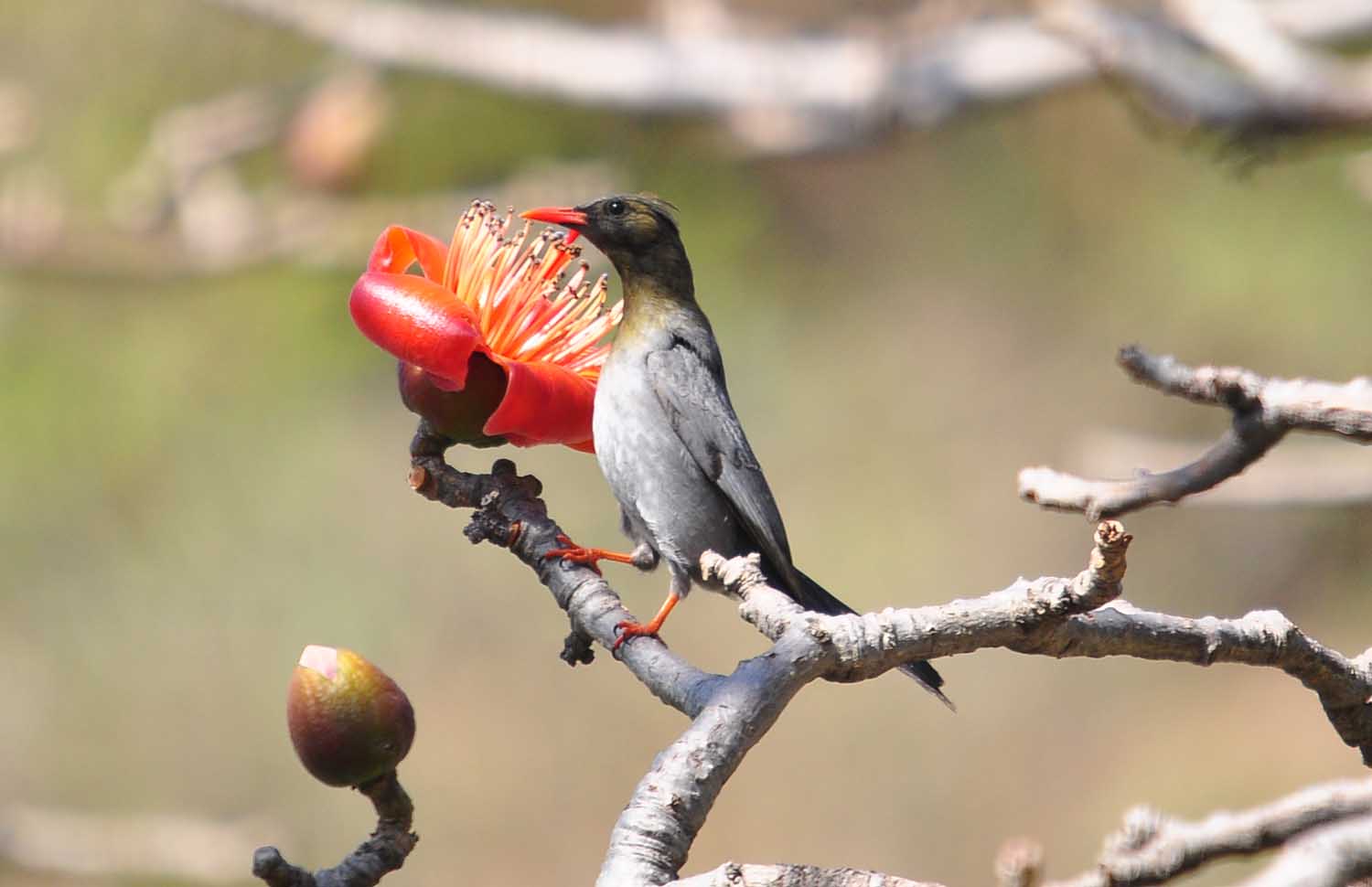 Indian Birds Photography (delhibirdpix) birds of jangashu