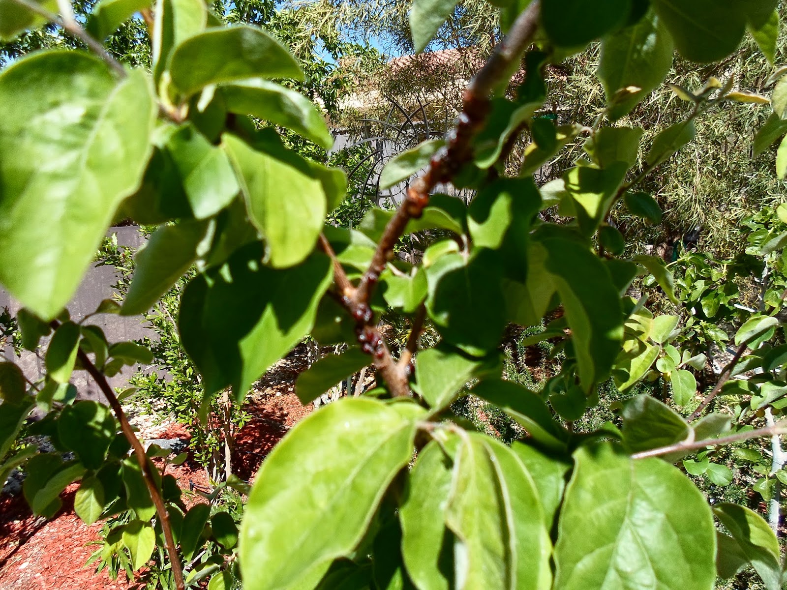 Xtremehorticulture of the Desert Quince Tree With Dark Brown Bumps on