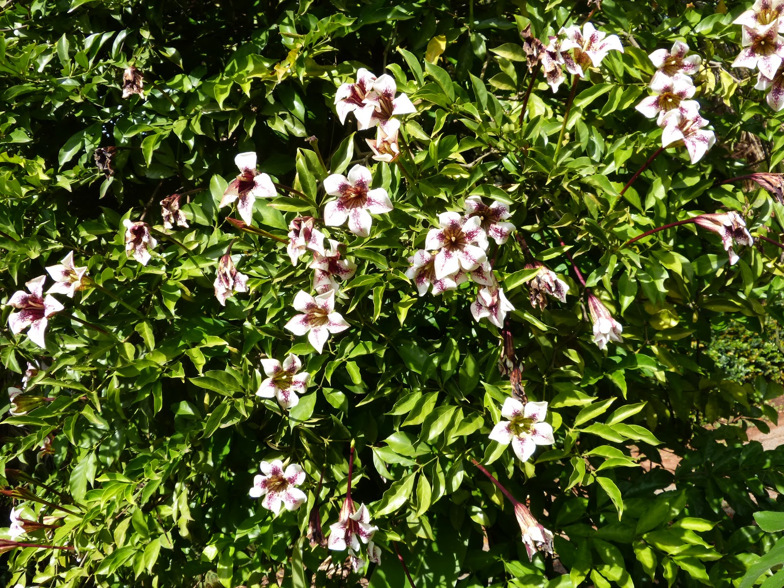 Wrong Flower Image