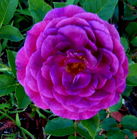 Alabama Rose and Flower Garden from a Non-Green Thumb: Roses I own...so ...