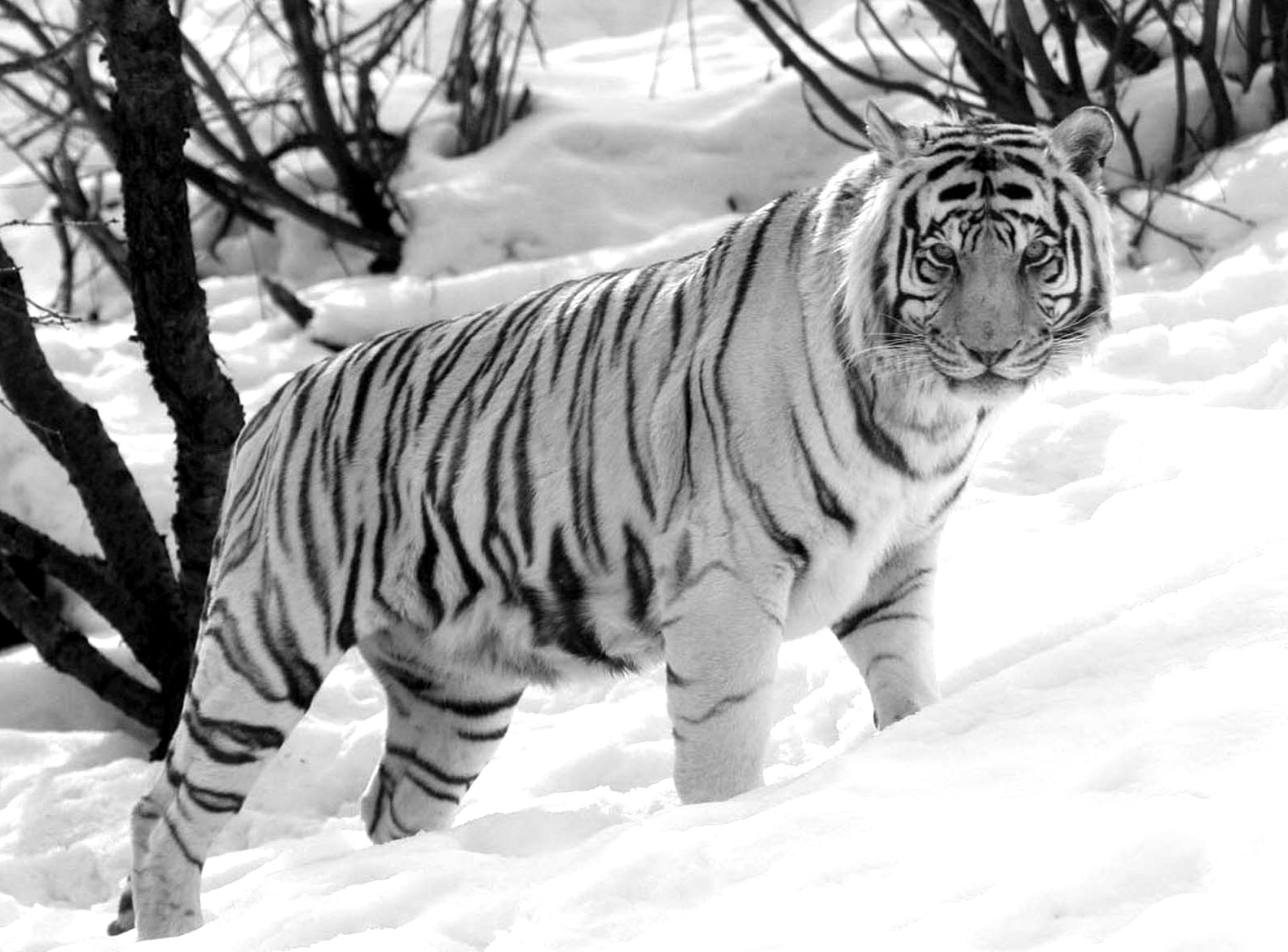 Gambar Harimau Terbaru Kumpulan Gambar