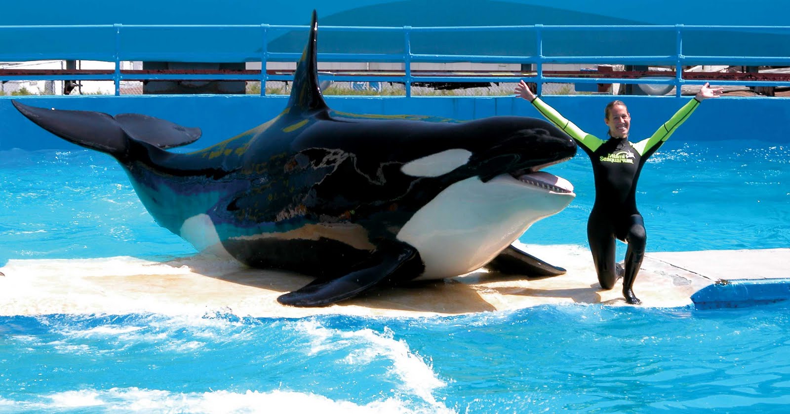 to Miami & The Beaches Miami Seaquarium's "Give 4, Save 40