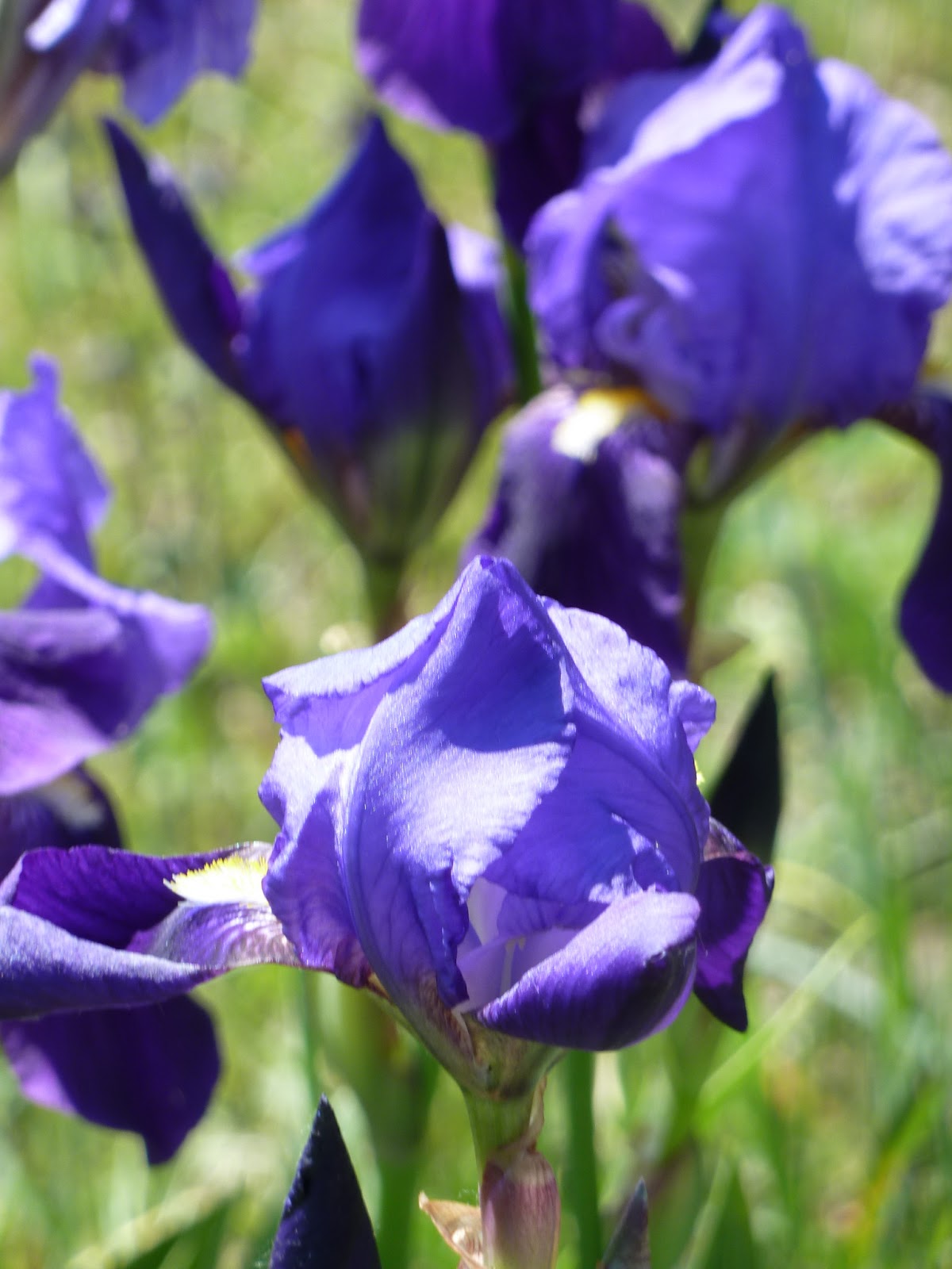 L’avventura di due sposi, Gli amori