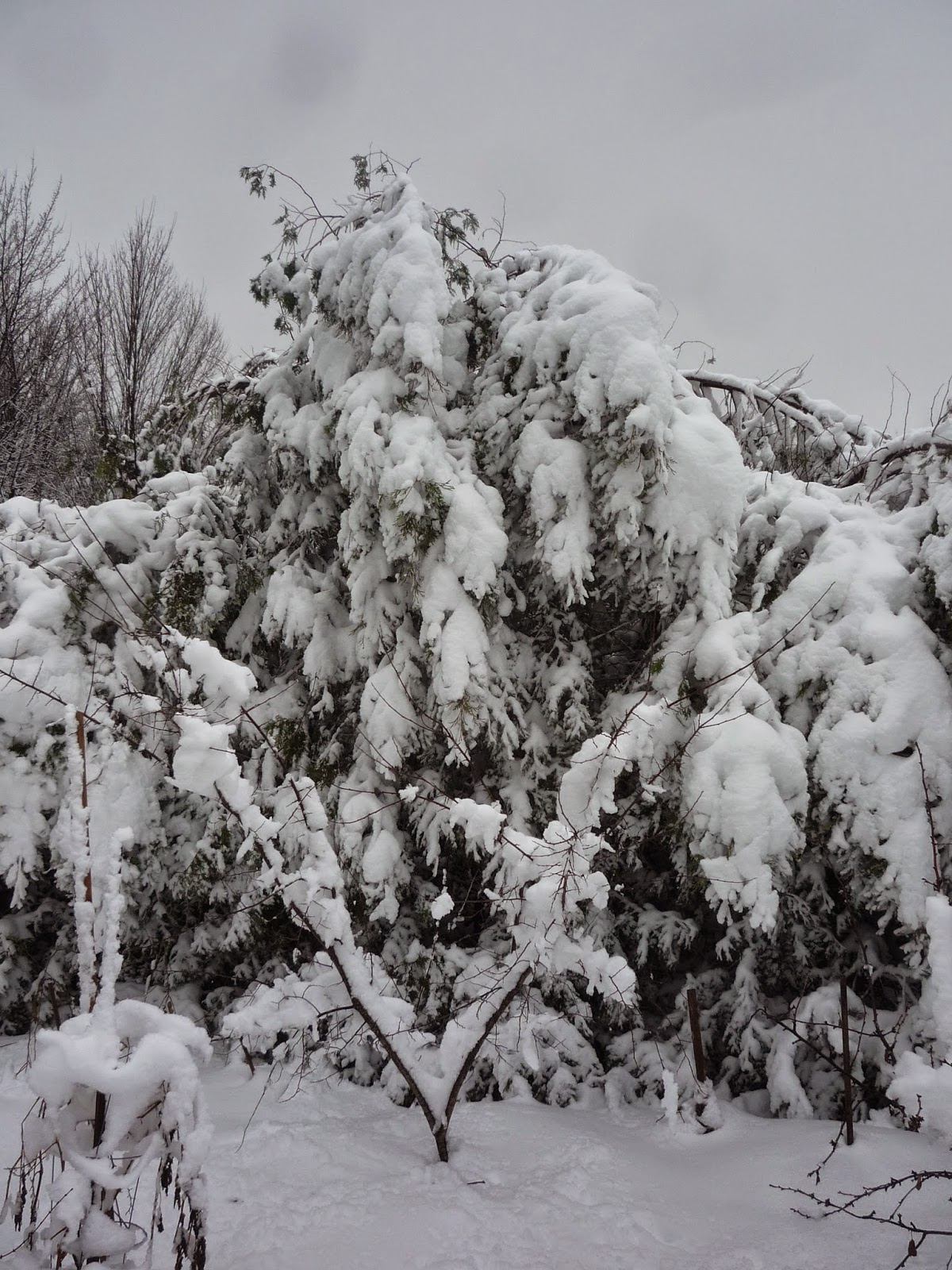Weather in Vermont Dec 2014 Snowstorm South Burlington, Vermont Photos and commentary.