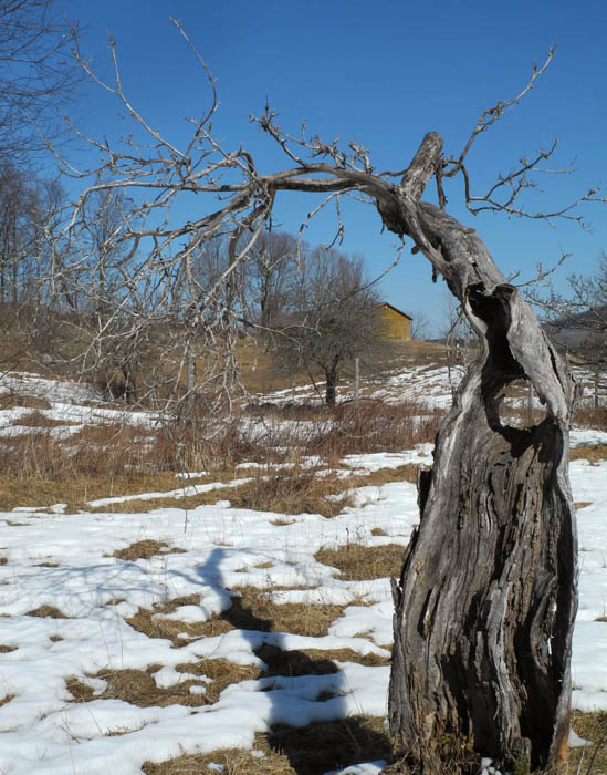 Studio and Garden My Old Apple Trees
