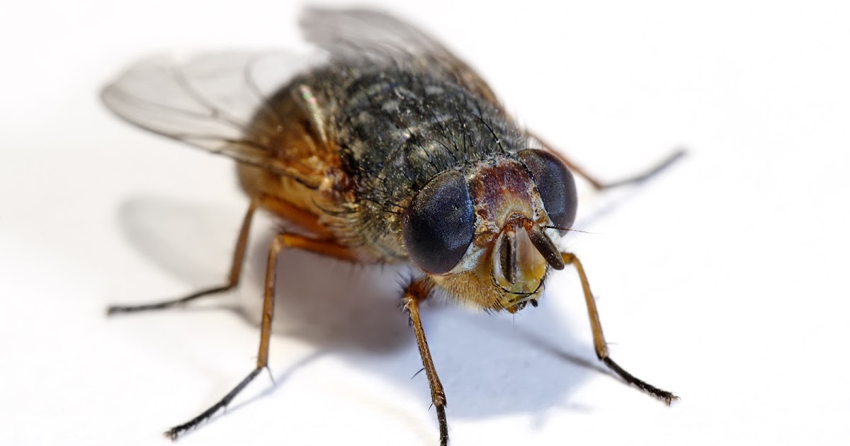 how-to-get-rid-of-black-flies