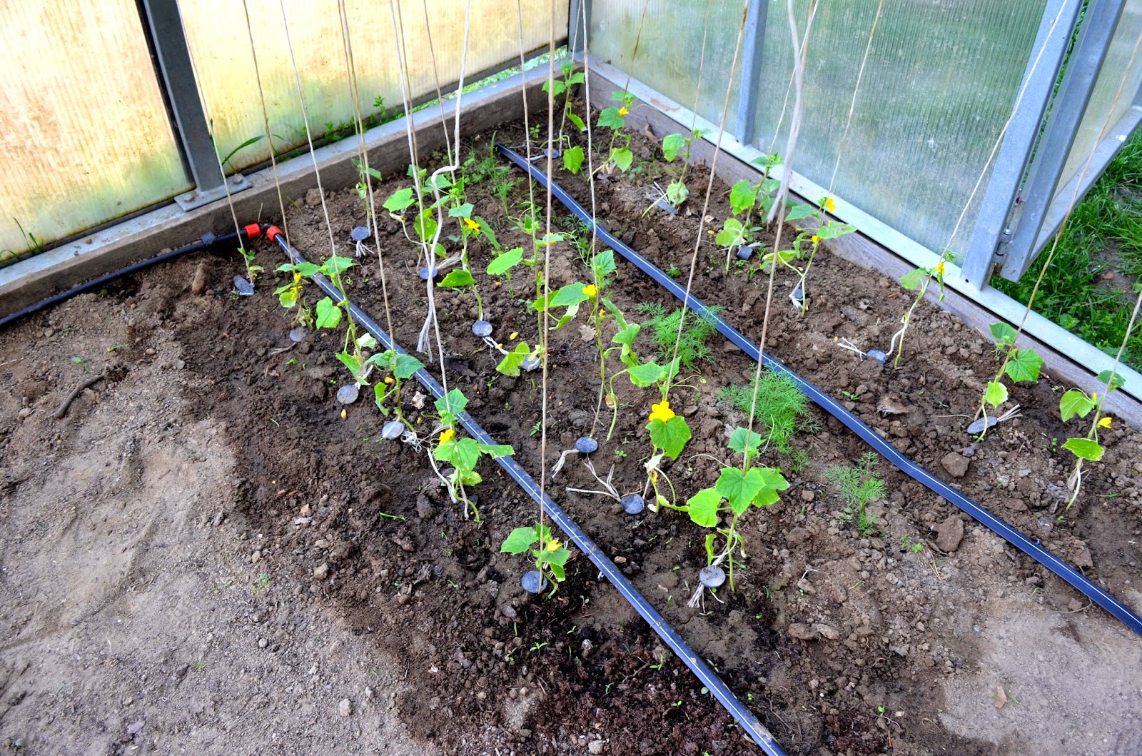 AGROTUNEL Nawadnianie TTAPE w AGROTUNELU.