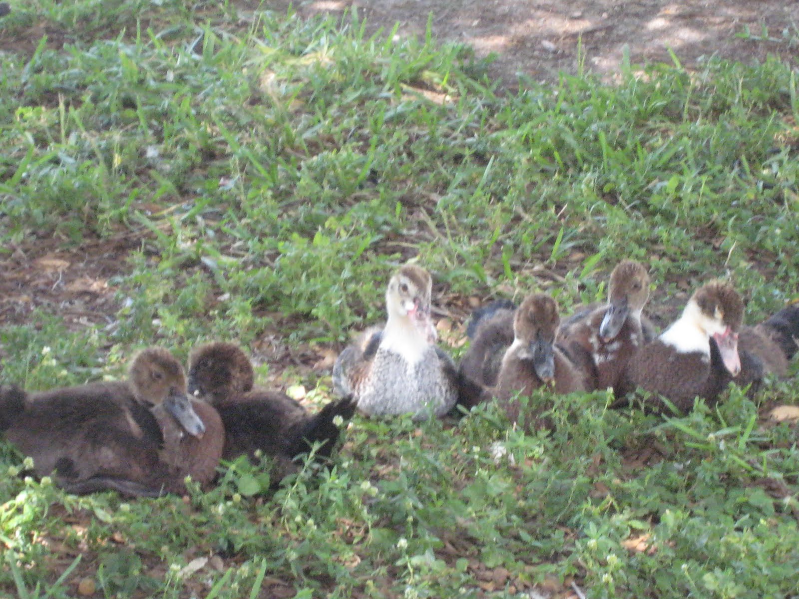 SwedeArt: The Ugly Duckling!