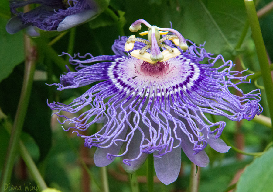GardenCuizine Passion Flower vines friend or foe in the veggie