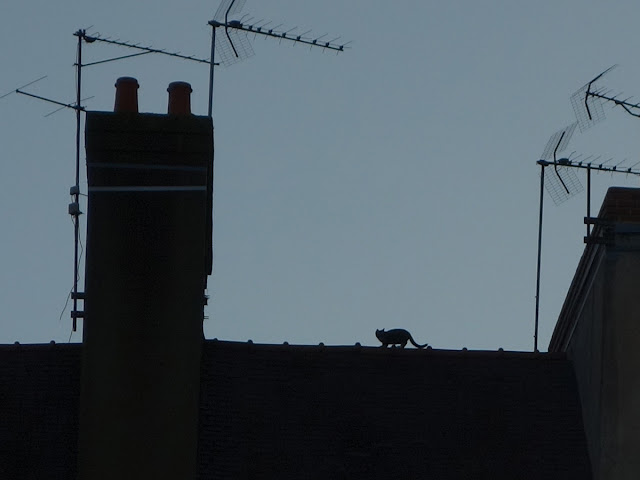 Il a trouvé une échappatoire ! - Place Saint-Germain, Rennes, mardi 1er septembre...