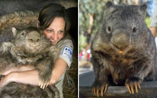 Patrick, el wombat más viejo del mundo