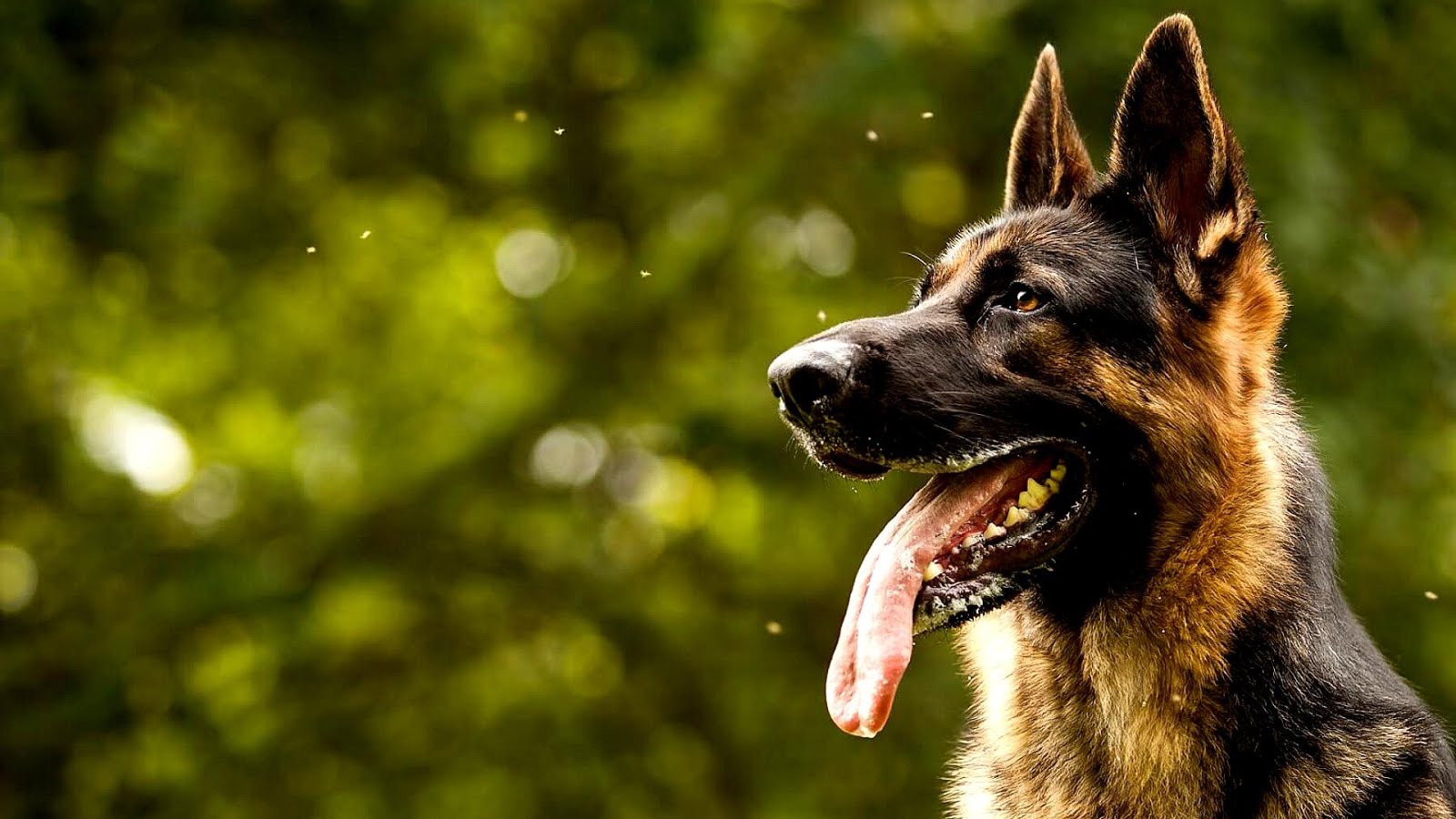 Schutzhund German Shepherd Training German Choices