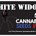 WHITE WIDOW - 10 PACK