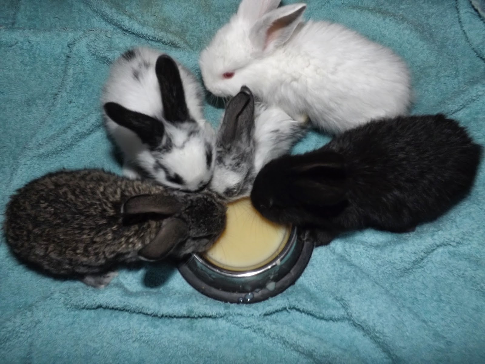 Wild Tree Tops Feeding Baby Rabbits