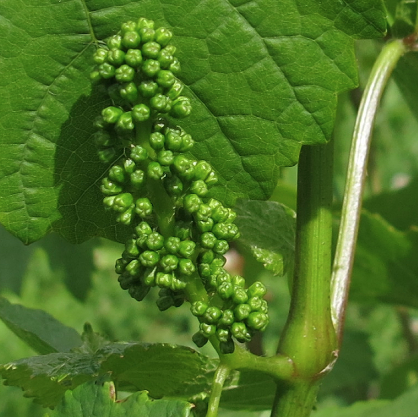 EnoViti Grapevine Inflorescence
